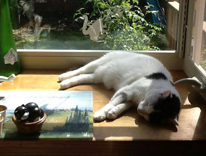 Dori (cat) lying in sunshine next to window